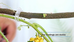 [HCM] 100 Chiếc Vườn Cây Cố Định Kẹp Cây Vườn Hoa Bó Nhánh Kẹp -Cozy520