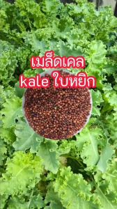 KALE เคลใบหยิก 1000ม./ซอง