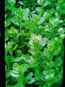 Bacopa Monnieri Aquatic Plant