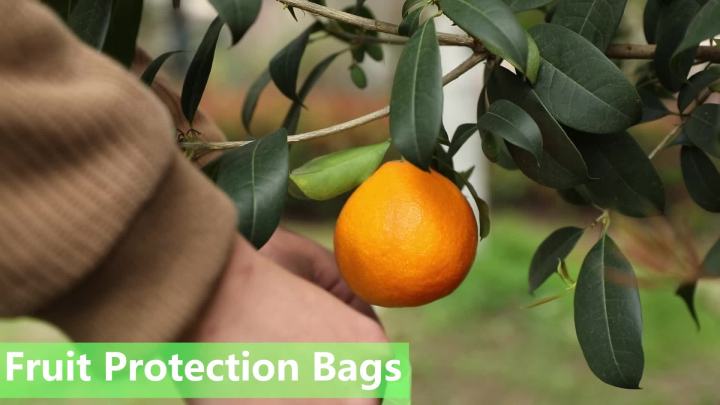 100 Pieces Green Fruit Protection Bags- 6x8 Inch Fruit Netting Bags with Drawstring,Garden Fruit Cover Mesh Bag to Protect Plants from Pest Birds Squirrels