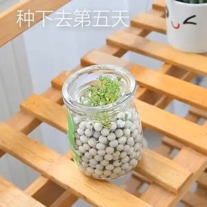 创意diy负离子水培盆栽绿植物办公室桌面陶碳球防辐射迷你小盆栽