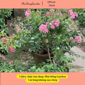 Hoa Tường Vi Hồng cao 60 - 80cm đã có hoa | Lỗi 1 đổi 1 ra sai hoa phát triển khỏe trang trí sân vườn ban công (chuẩn giống)!