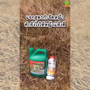 กำจัดวัชพืชถึงรากถึงโคน ปลอดภัยต่อคนและสัตว์เลี้ยง เพชรดำพลังง้วนดิน แถมกลูโฟซิเนต1ลิตร ไม่มีสารเคมีไม่ทำลายดิน แต่ช่วยในการบำรุงดิน ส่งไว