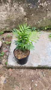 Cây Cau Tiểu Trâm - Tổng thể tầm 20-30 cm - Size nhỏ xinh xắn!