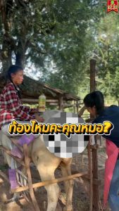 ปรับสมดุลของฮอร์โมน เร่งการสืบพันธุ์ สร้างภูมิต้านทาน วัวควายสุขภาพดี น้ำหนักเพิ่ม ไคโตซานฟาสท์พลัส ฝาสีทอง2ขวด ไคโตซานสัตว์ สินค้าพร้อมจัดส่งใน1วัน