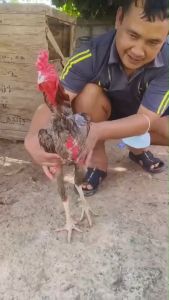 เพิ่มกล้ามเนื้อเพื่อเก็บสะสมพลังงาน เพชรดำกล้ามโต เนื้อแน่นทุบหนัก 3กระปุก อาหารเสริมบำรุงไก่ สินค้าพร้อมจัดส่งใน1วัน สินค้าจัดส่งจากบริษัทของแท้100%