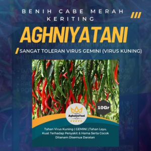 Benih Cabe Merah Keriting Lokal: Potensi Hasil Panen Tinggi