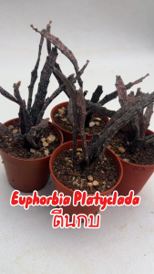 Euphorbia platyclada ขากบ ยูโฟเบีย ตีนกบ ไม้สะสม กระถาง2นิ้ว