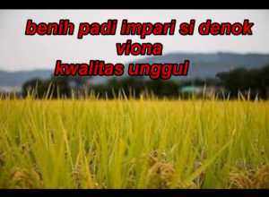 benih padi impari sidenok viona kemasan 5kg