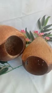 Glodok burung murai batok kelapa / tempat mainan burung