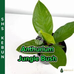 Anthurium Jungle Bush Anthurium Hookeri Indoor Plant Live Plant Pokok Hiasan Pokok Birds Nest Pokok Penapis Udara SHS Kebun