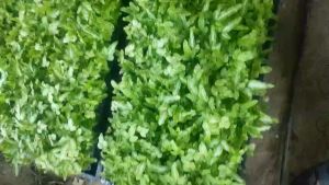 Chậu nhựa dương xỉ gân trắng trang trí bàn làm việc làm tiểu cảnh terrarium bán cạn.