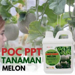 Pupuk hormon tanaman melonPupuk lengkap untuk buah melonPupuk buah tanaman melonPupuk melon