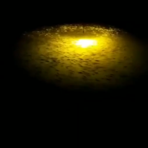 LED Night Fishing Light Underwater Submersible Marine Boat Green Lamp Fishing Accessory