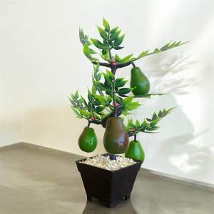 Bonsai buah hias - PP