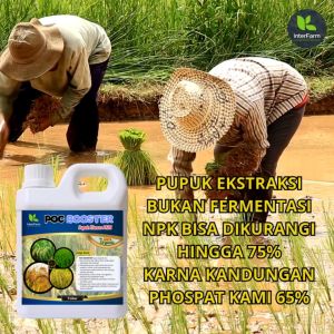 Interfarm Padi: Pupuk Organik Cair Hayati Bioaktivator Original 100% Alami Kemasan 1 Liter Plus ZPT