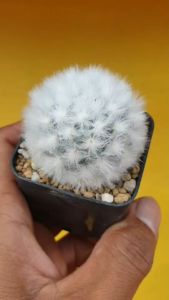 ต้นกระบองเพชร แมมขนแกะ(พันธุ์แท้)Mammillaria bocasana Poselg.#แคสตัส #cactus #Powder Puff Cactus #ขนแกะ