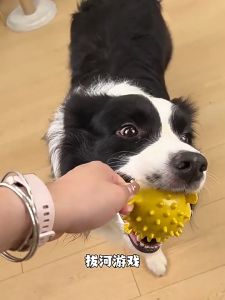 Dog Chew Sounds Bell Ball Toy Pet Teeth Grinding Bite Resistant Interactive Balloon Fish