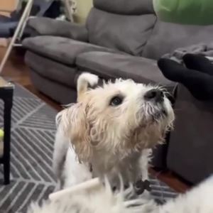 Funny Dog Toys with Squeaker - Funny Cute Parody Dog Toys - Puppy and Dog Toys for Small Medium and Large Dogs