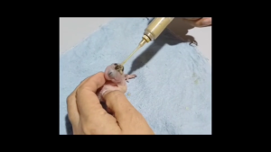 Magnifica Handfeed Formula Hand Feeding Nursing Baby Bird  for Budgie Parakeet African Lovebird Cockatiel FInches Nursing Supply