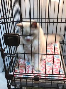 Thảm lót chuồng Chó Mèo có dây buộc 4 góc chống trượt bằng vải cotton xốp - Love pets shop