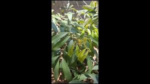 Bibit Leci Kom Merah Super Cepat Berbuah Hasil Cangkok Okulasi