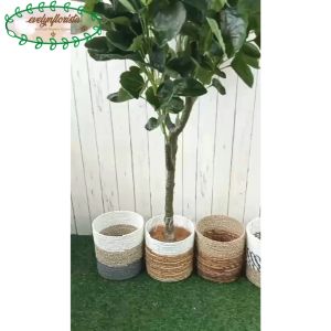Pohon Imitasi Mangkokan  X4 T140 Semi Latex Cover Pot Seagrass Hiasan Ruang Tamu