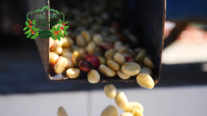 1Kg Robusta Nhà Núi – Vị Cà Phê Đậm Đà Quen Thuộc | Đậm Đà – Chuẩn Vị Việt