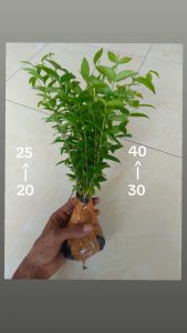 Bonsai Anting Putri bibit +-25cm Murah Paket 40 Pohon Free 8 Pohon