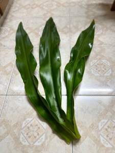 DAUN TEMBAGA SUASA / MELONG Untuk Surut Bengkak Kurangkan sakit Tulang Patah Terseliuh Bengkak Salah Urat Bengkak Gout