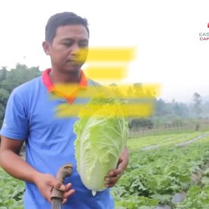 Benih Sawi Putih LEONY F1 Isi 1000 Butir Cap Panah Merah