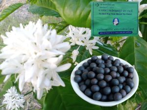 ลูกอมผู้หญิง ช็อคโกแลตผู้หญิง