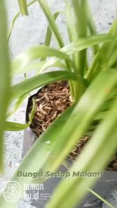 Tanaman Hias Bunga Sedap Malam