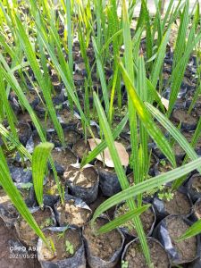 Bibit Buah Kurma Super Murah