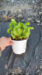 Cây Tổ Yến - Tổng thể tầm 20-30 cm - Kiểng lá sang trọng mang tài lộc!