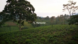 Herborist Teh Soeltan Night Care Body Serum 100ml | Menenangkan & Menutrisi Kulit Malam Hari