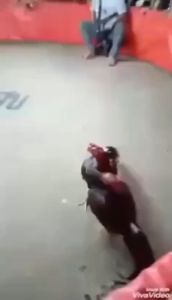 สำหรับไก่ชน ตื่นตัว ทำการแข่งขัน กระปุก 30 แคปซูล