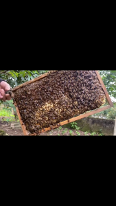 Mật Ong Hoa Nhãn Đậu Nóng Sản Sạch Giảm Hàng Chính Hãng Không Chất Bảo Quản Tốt Cho Sức Khỏe Cam Kết Chất Lượng Miễn Phí Ship