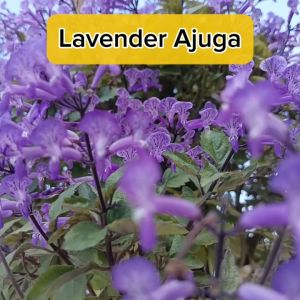 Lavender Ajuga Pokok Bunga Hidup / Pokok Hiasan Potted Plant Live Plant SHS Kebun