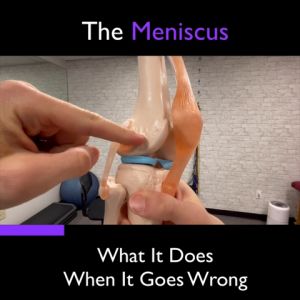 Knee Joint Model Flexible Model Anatomi Sendi Lutut Manusia Untuk Belajar Medis