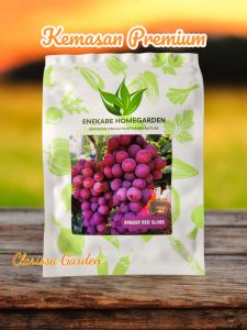 (KEMASAN PREMIUM) BIJI/BENIH TANAMAN ANGGUR RED GLOBE IMPORT (isi -+15 butir)