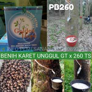 BIBIT KECAMBAH POLONG KARET MERAH MALAYSIA UNGGUL BIBIT KARET GOLDEN HOPE PB260 ASLI BERKUALITAS