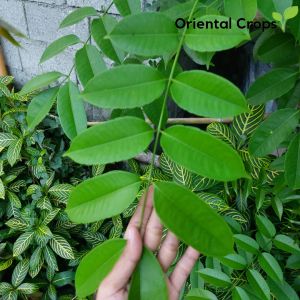 dahon ng libas 60 fresh leaves gulay plant