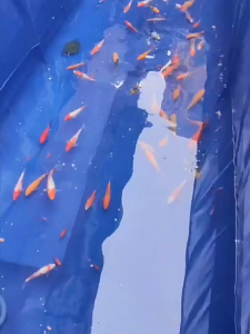 Kolam Kanvas Ikan Canvas Fish Pond Fish Tank Nylon Canvas Pool Aquarium Heavy Duty Nylon Kanvas Kolam Ikan