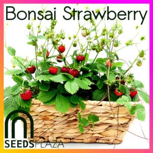 SeedsPLAZA™ - Bonsai Strawberry (10 Seeds) for Planting Vegetable Plants + Instruction Dwarf Strawberries Seed Hybrid F1