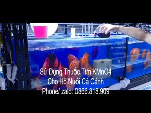 500G Thuốc Tím Ấn Độ KMnO4 99% Tắm Cá Cảnh - Sát Khuẩn Khử Trùng Ngừa Nấm Cá Cảnh Ngừa Nấm Hiệu Quả Cho Cá Phụ Gia Cho Cá Cảnh Dạng Bột - Lazada