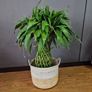 LusioSB Keranjang Rotan Premium: Desain Elegan & Fungsi Laundry