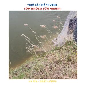 NAVET-BLUTAMIN B12 tăng sức phục hồi chức năng g@n đường r|_|ột tăng trưởng tôm thẻ cá lươn ếch ba ba Cửa hàng Mỹ Phương