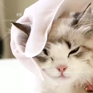 Pet Spa Cleaning Gloves Wipes Dog Cat Aloe Vera Lavender Pet Wipes Dry Bath Wash Pet Wet Tissue Pet Bath Shower