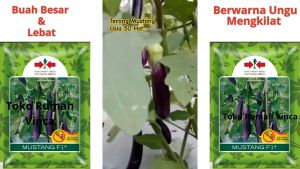 Benih Bibit Sayuran Terong Ungu Panjang MUSTANG F1 400 Butir Cap Panah Merah